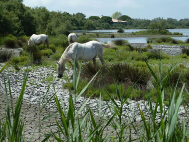 Camargue