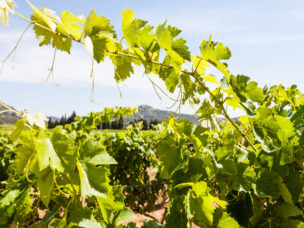 Provence region in South France. A perfect vineyard in July.