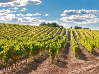 Vineyard and hills, Catalonia, Spain