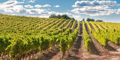 Vineyard and hills, Catalonia, Spain