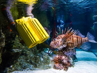 Tuesday 2nd June 2015, The Sealife London Aquarium:

Graham Banton places a LEGO oxygen tank in the Lion fish display whilst wearing chainmail to protect himself as divers at the SEA LIFE London Aquarium install marine inspired models made of 9,000 LEGO®  bricks into the impressive million litre Ocean Display for visitors to spot. Surrounded by two enormous Green Sea Turtles, sharks, rays and tropical fish, the installation kicks off the start of a three month trail celebrating the new LEGO® City Deep Sea collection.

Visitors to the south bank attraction from today can use their Deep Sea Explorer Log Book and spot the six items of 'misplaced equipment' hiding throughout the attraction. Amongst the Lion fish, rays and sharks they will find LEGO® models of a pair of flippers, goggles, oxygen tanks, a radio, a wrench and even a camera.

PR Handout - editorial usage only 

For further information and a full release please contact Tansy at freerange communications on tansy@freerange.eu or 0207 402 9966

Copyright: © Mikael Buck / Sealife London Aquarium
+44 (0) 782 820 1042
http://www.mikaelbuck.com