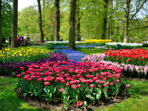 Purple, yellow, blue, pink and white tulips in Keukenhof park in Holland