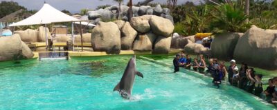 Setkání s delfínem, Marineland
