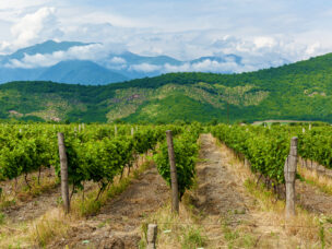 Mladé vinice v Kachetii v údolí Alazani