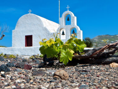 Vinná réva, Santorini