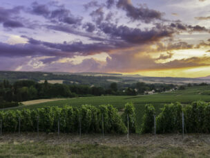 Vinice v Montagne de Reims, oblast Champagne, France