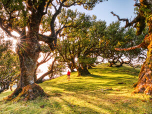 Majectic Trees During Sunset in the Fanal Forest, Madeira, Portugal                 Keywords:                            madeira, fanal, forest, tree, portugal, landscape, sunset, sunrise, laurel, island, sun, romantic, light, background, travel, nature, spring, beauty, mountain, green, mountains, scenery, laurel forest, view, fanal forest, panorama, jungle, old, fog, woodland, misty, dark, sunlight, natural, unesco, branch, morning, mist, magical, landscapes, levada, scenic, foggy, wild, person, adventure, pasture, mindfulness, highlands, sunbeam