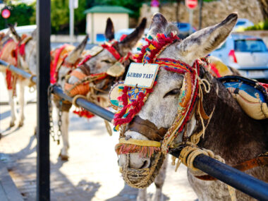 Oslí taxi v Mijas, Andalucía