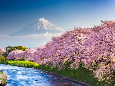 Mt. Fuji, Japan spring landscape and river with cherry blossoms.